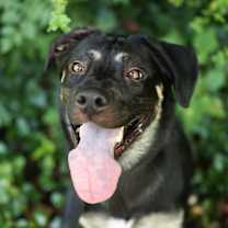 Thumbnail photo of Willie Jack #3