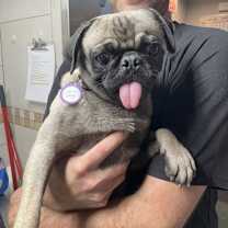 adopt-pet