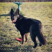 Thumbnail photo of Varian #1