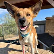 adopt-pet