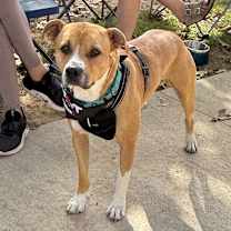 Thumbnail photo of Buddy Boop #4