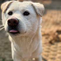 Thumbnail photo of Nacho #3