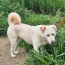 Thumbnail photo of Nacho #4