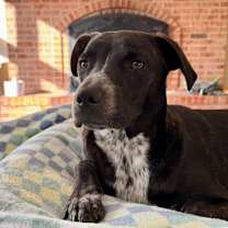 Thumbnail photo of Vinny #1