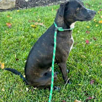 Thumbnail photo of Vinny #2