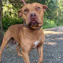 Thumbnail photo of Redmaw #1