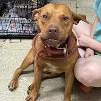 Thumbnail photo of Redmaw #2