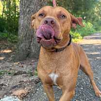 Thumbnail photo of Redmaw #3