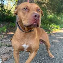 Thumbnail photo of Redmaw #4