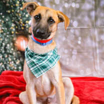 Thumbnail photo of Dutch #2