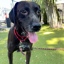 Thumbnail photo of Koda #3