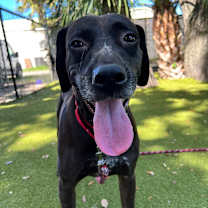 Thumbnail photo of Koda #4