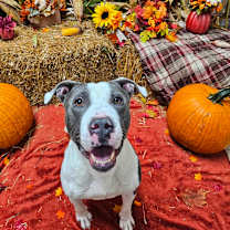 Thumbnail photo of Almond #4