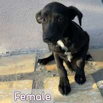 Thumbnail photo of Funky #2