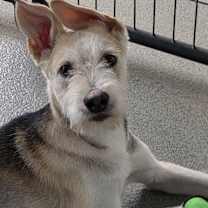 Thumbnail photo of Drover #1