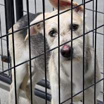 Thumbnail photo of Drover #2