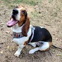 Thumbnail photo of HONEY - ADOPTION PENDING! #3