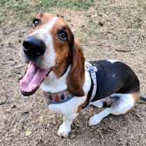 Thumbnail photo of HONEY - ADOPTION PENDING! #4