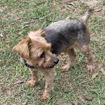 Thumbnail photo of Harry aka Harrison #1