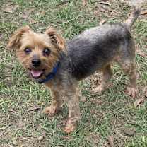 Thumbnail photo of Harry aka Harrison #2