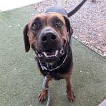 adopt-pet