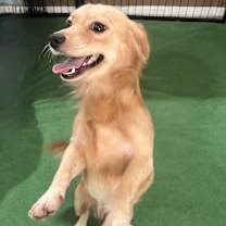 adopt-pet