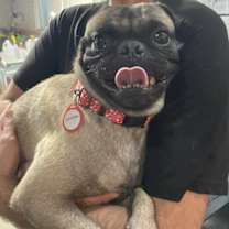 adopt-pet