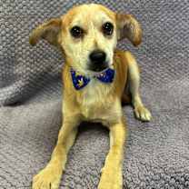 Thumbnail photo of Frankie #1