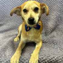 Thumbnail photo of Frankie #3