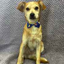 Thumbnail photo of Frankie #4