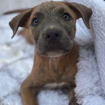 Thumbnail photo of Wally #3