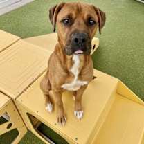 Thumbnail photo of Marley #3