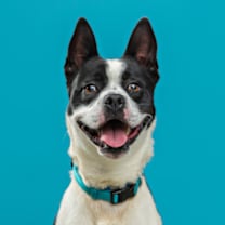 Thumbnail photo of Eazie #1