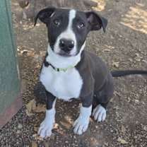 Thumbnail photo of Duke #1