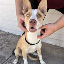 adopt-pet