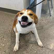 adopt-pet