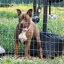 Thumbnail photo of Mocha #4