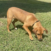 Thumbnail photo of Finn #4