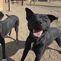 Thumbnail photo of Millie #3