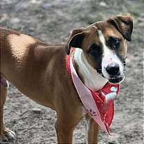 Thumbnail photo of Carlton #3