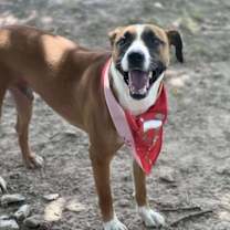 Thumbnail photo of Carlton #4