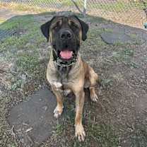 Thumbnail photo of Grizzly #1