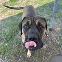 Thumbnail photo of Grizzly #2