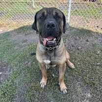 Thumbnail photo of Grizzly #3