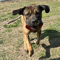 Thumbnail photo of Grizzly #4