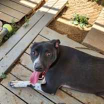 Thumbnail photo of Wellington #2