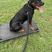 Thumbnail photo of Kash #4