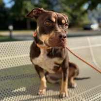 Thumbnail photo of Magnolia 616-25 #1