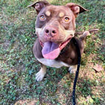 Thumbnail photo of Magnolia 616-25 #2