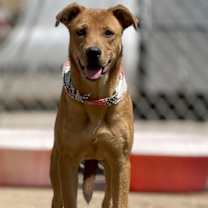 Thumbnail photo of Ginger #2